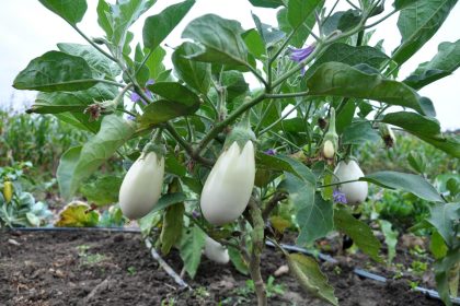 Melanzane ripiene vegetariane